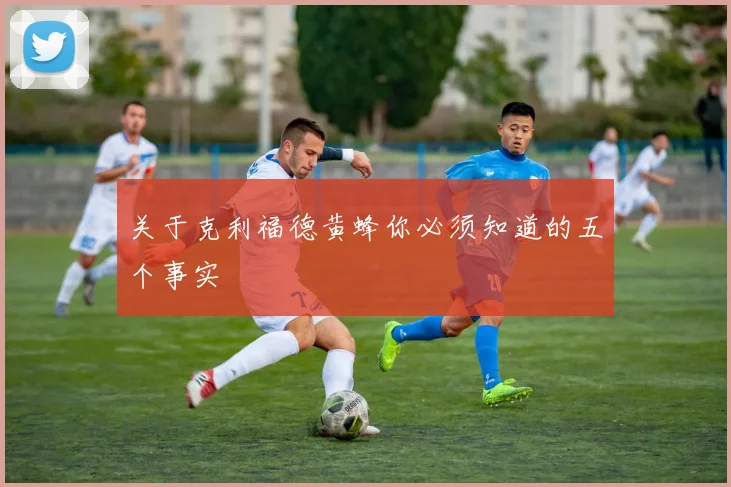 关于克利福德黄蜂你必须知道的五个事实